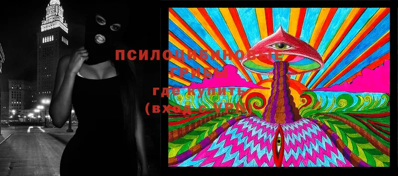 Псилоцибиновые грибы Cubensis  Обнинск 